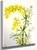 Yellow Lupine (Lupinis Arboreus) By Mary Vaux Walcott