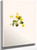 Yellow Violet (Viola Orbiculata) By Mary Vaux Walcott
