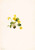 Yellow Violet (Viola Orbiculata) By Mary Vaux Walcott