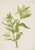 Yellow Willow Weed (Epilobium Lutem) By Mary Vaux Walcott