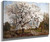 Apple Tree In Blossom By Carl Fredrik Hill