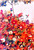 Field Of Flowers By Egon Schiele Field Of Flowers By Egon Schiele