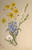 Group Of Flowers By Mary Vaux Walcott Group Of Flowers By Mary Vaux Walcott