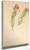 Plant Study By Mary Vaux Walcott