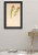 Plant Study By Mary Vaux Walcott