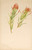 Plant Study By Mary Vaux Walcott