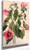 Rose Gentian (Sabbatia Angularis) By Mary Vaux Walcott
