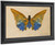 Albert Bierstadt Butterfly by Albert Bierstadt