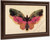 Butterfly Albert Bierstadt