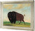 Buffalo Bull Grazing On The Prairie George Catlin