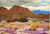 California Desert Wildflowers Franz A Bischoff