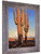 Saguaros At Sunset by Maynard Dixon