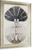 Tree Of Knowledge No 4 Hilma Af Klint