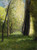 Lane Of Trees By Odilon Redon