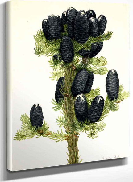 Alpine Fir (Abies Lasiocarpa) By Mary Vaux Walcott