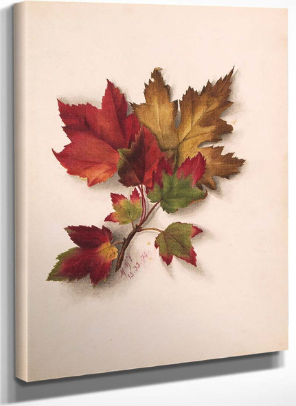 Autumn Leaves Ii By Mary Vaux Walcott