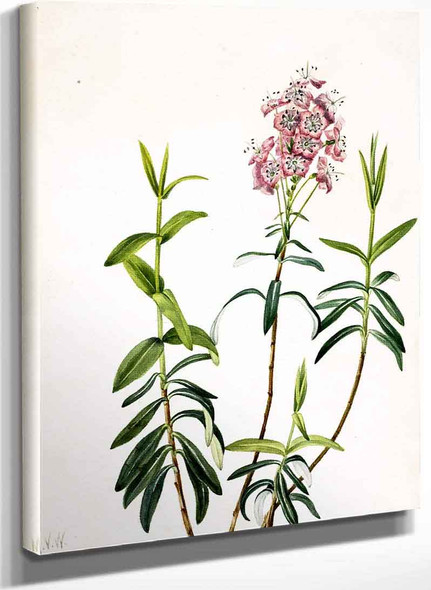 Bog Kalmia (Kalmia Polifolia) By Mary Vaux Walcott