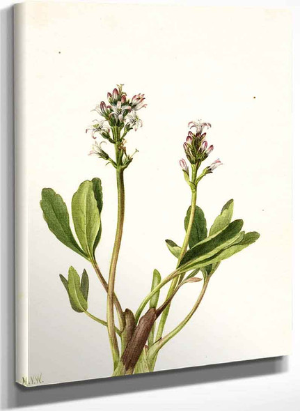 Bogbean (Menyanthes Trifoliata) By Mary Vaux Walcott