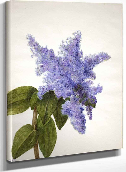 California Lilac (Ceanothus Thyrsiflorus) By Mary Vaux Walcott