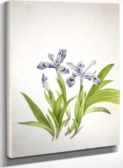 Crested Iris (Iris Cristata) By Mary Vaux Walcott