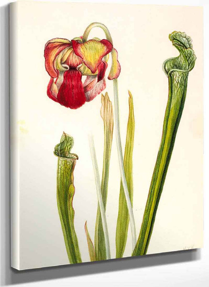 Drummond Pitcherplant (Sarracenia Drummondii) By Mary Vaux Walcott