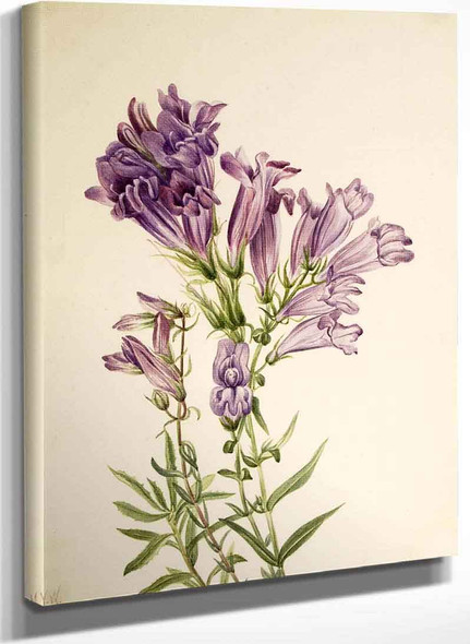 Purple Pentstemon (Pentstemon Lyallii) By Mary Vaux Walcott