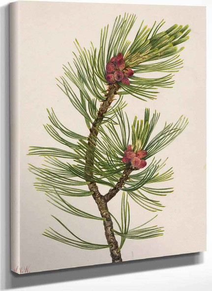 Whitebark Pine (Pinus Albicaulis) 1 By Mary Vaux Walcott