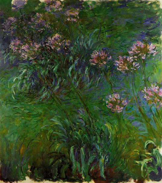 Agapanathus By Claude Oscar Monet