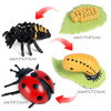New Simulation Animal Insect Life Cycle Model Bee Butterfly Growth Cycle Figurine Action Figures Kid Cognitive Early Toy Collect