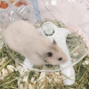 Pet Hamster Running Wheel Mute Flying Saucer Steel Axle Wheel Running Disc Toys Cage Small Animal Hamster Accessories