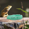 Luminous Water Bowl Reptile Terrariums Daily Use Dish Animal Plate Reusable Household Resin Cage Supply