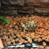 Multi-purpose Reptile Heater Mat Terrarium Warmer Heating Mat 4 Sizes for Turtle Snake Lizard Spider for Frog 20W/14W/7W