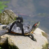 Adjustable Small Turtle Leash Lizard Traction Rope Tortoise Harness Bearded Dragon Style Vest With Wing Animals Collar For Home