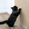 Cat Scratcher Mat Furniture Protector Sofa Cat Crawling Mat Grinding Climbing Frame Self-Adhesive Carpet Cats Scratch Board