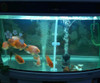 Aquarium Filter for Large Tank Waste Cleaner Aquarium Cleaner Tools Cleaning Fish Tank Plastic Filter Accessories