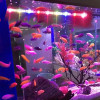 Multi-color 17-47cm Aquarium LED Lighting Submersible Mood Lamp USB Waterproof Fish Tank Decorative Plant Grow Light Accessories Multi-color 17-47cm Aquarium LED Lighting Submersible Mood Lamp USB Waterproof Fish Tank Decorative Plant Grow Light Accessories