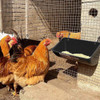 Large Size Chicken Food Trough Multifunctional Chicken Feeder For Animal