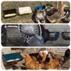 Large Size Chicken Food Trough Multifunctional Chicken Feeder For Animal