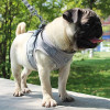 Vest Harness Leash Adjustable Mesh Vest Dog Harness Collar Chest Strap Leash Harnesses With Traction Rope XS/S/M/L/XL