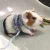 1PCS Soft Hamster Vest Harness With Leash Small Pet Squirrel Guinea Pig Out Towing Rope Striped Strap Pet Collar Supplies