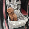 Dog Car Seat with Storage Pockets,Scratch Proof Durable Pet Booster Car Front Seat for Small to Medium Dog