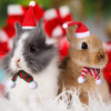 Hamster Christmas Costume Guinea Pig Mini Small Pet Items Hat Scarf Headwear Pet Outfits for Chinchilla Rabbit Bunny Accessories Hamster Christmas Costume Guinea Pig Mini Small Pet Items Hat Scarf Headwear Pet Outfits for Chinchilla Rabbit Bunny Accessories