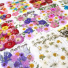 Dried Flowers Real Natural Plant Pressed Flower For Epoxy Resin Filling DIY Keychain Pendant Silicone Mold Jewelry Making Crafts