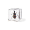 Real Insect Embedded Block Natural Specimen Resin Crafts Children's learning tool Lucite Cube with Display Stand Home Decoration