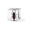 Real Insect Embedded Block Natural Specimen Resin Crafts Children's learning tool Lucite Cube with Display Stand Home Decoration