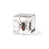 Real Insect Embedded Block Natural Specimen Resin Crafts Children's learning tool Lucite Cube with Display Stand Home Decoration