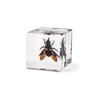 Real Insect Embedded Block Natural Specimen Resin Crafts Children's learning tool Lucite Cube with Display Stand Home Decoration