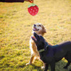Toys Toy Dog Teething Puppy Squeaky Chew Pet Plush Dogs Puppies Cat Strawberry Sound Chuck Stuffed Balls It Latex Large Fruit