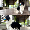 Dog Ball Toy Squeaky Bite-resistant Ball Toy for Dog Pet Teeth Cleaning Toy Random Color Interactive Ball Pelotas Para Perros