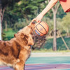 Pet Dog Toy Ball Sound Bite-Resistant Rubber Elastic Thorn Ball Small, Medium and Large Dog Training Interactive Game Ball Pet Dog Toy Ball Sound Bite-Resistant Rubber Elastic Thorn Ball Small, Medium and Large Dog Training Interactive Game Ball